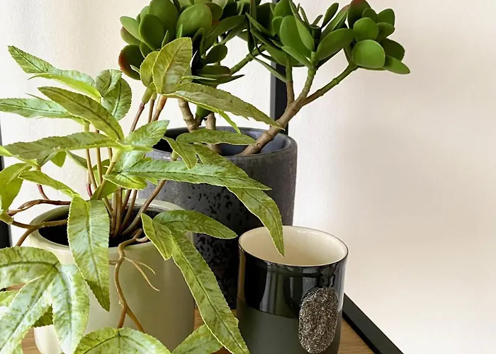 Ablakaludra Aszofoi * Aszofo